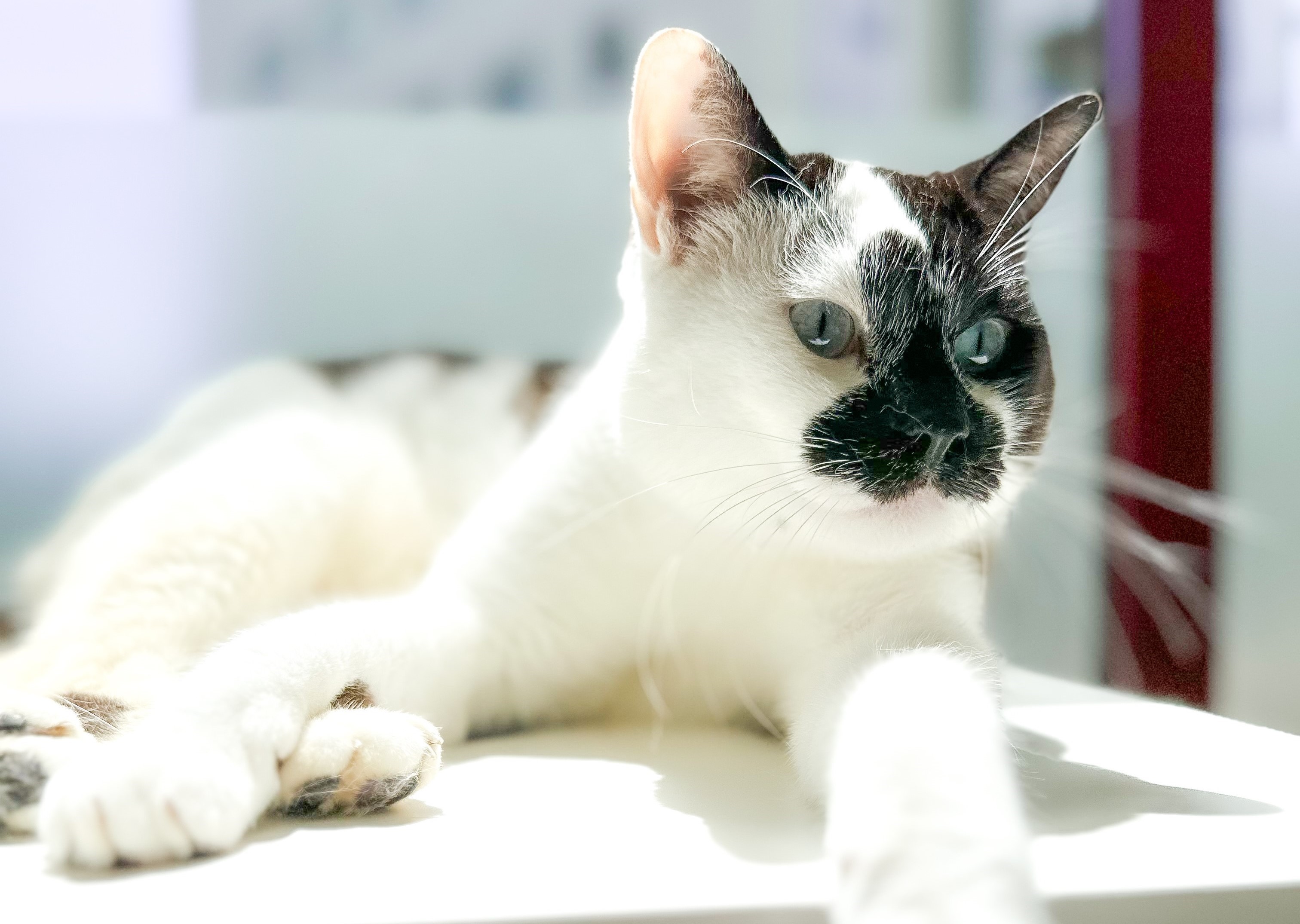 Gato na janela versão desktop