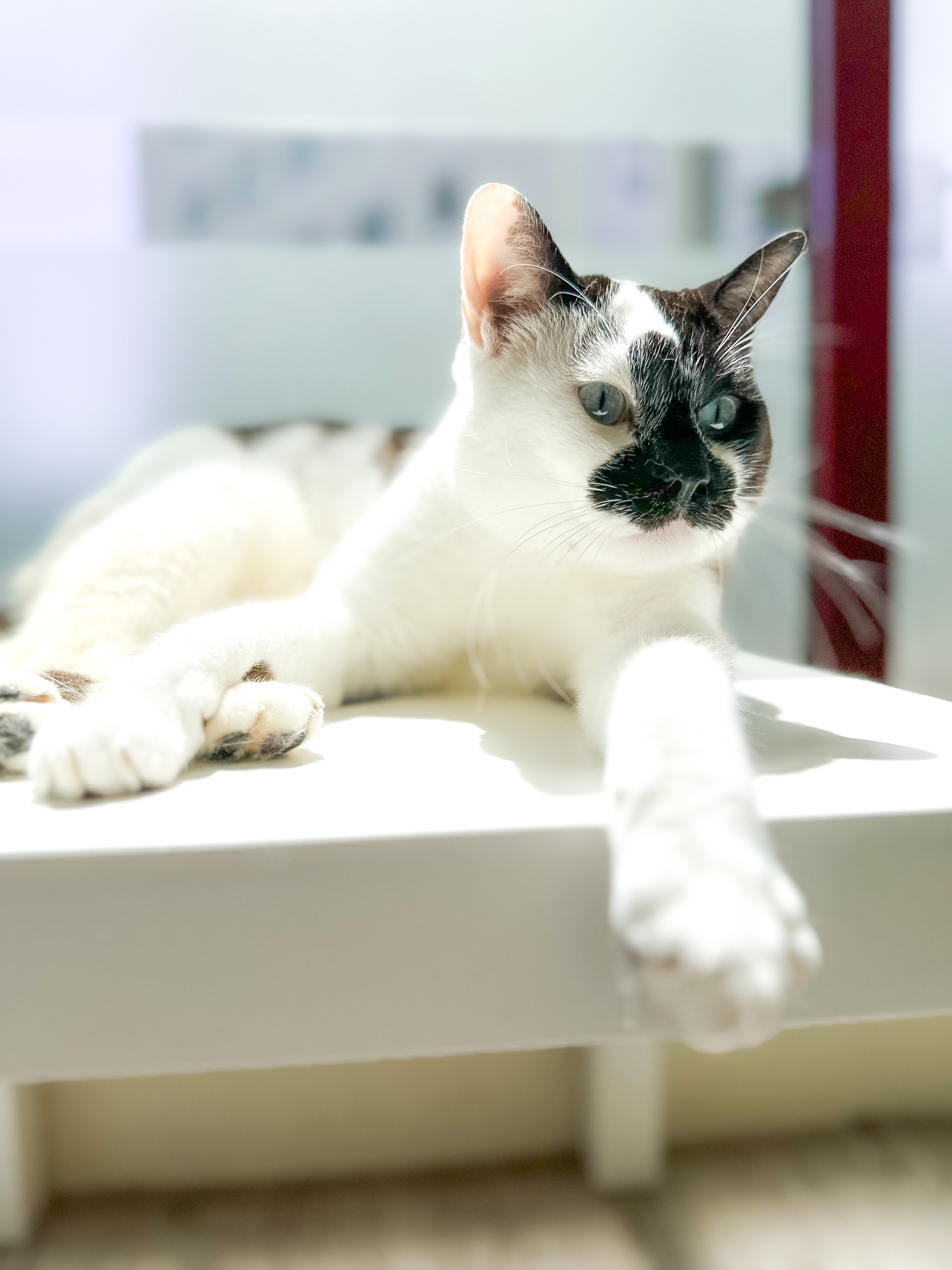 Gato na janela
