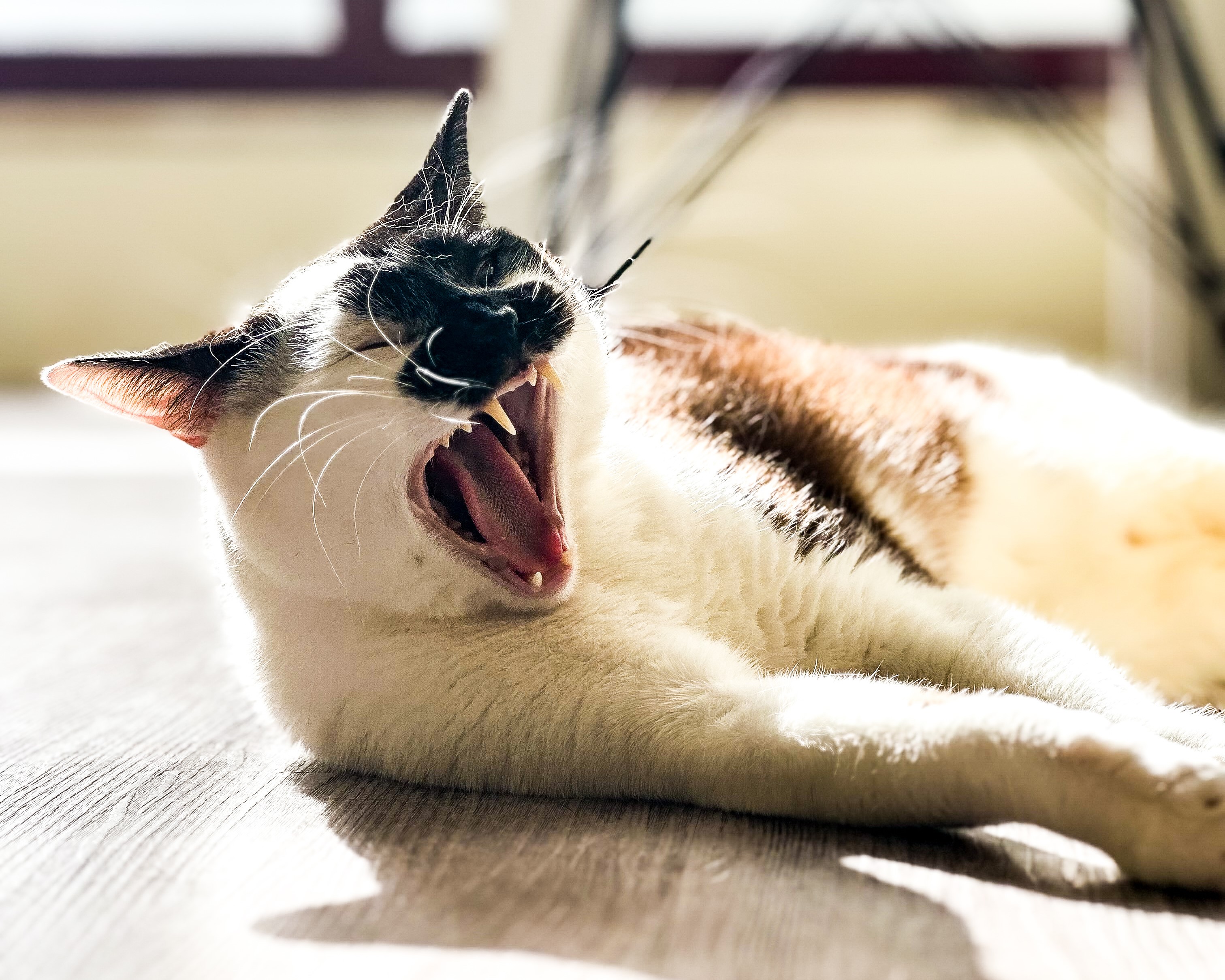 Gato a bocejar versão desktop