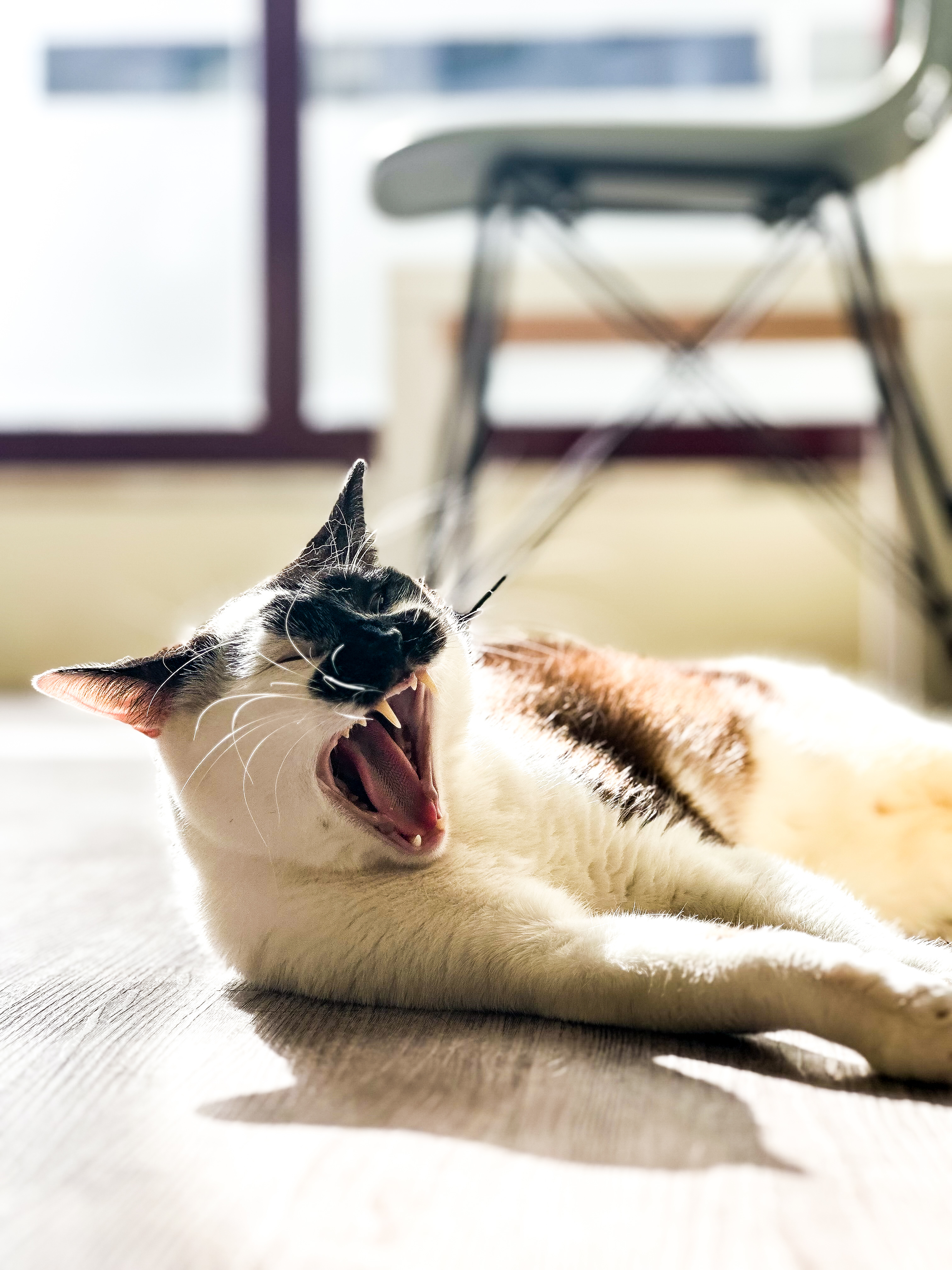 Gato a bocejar