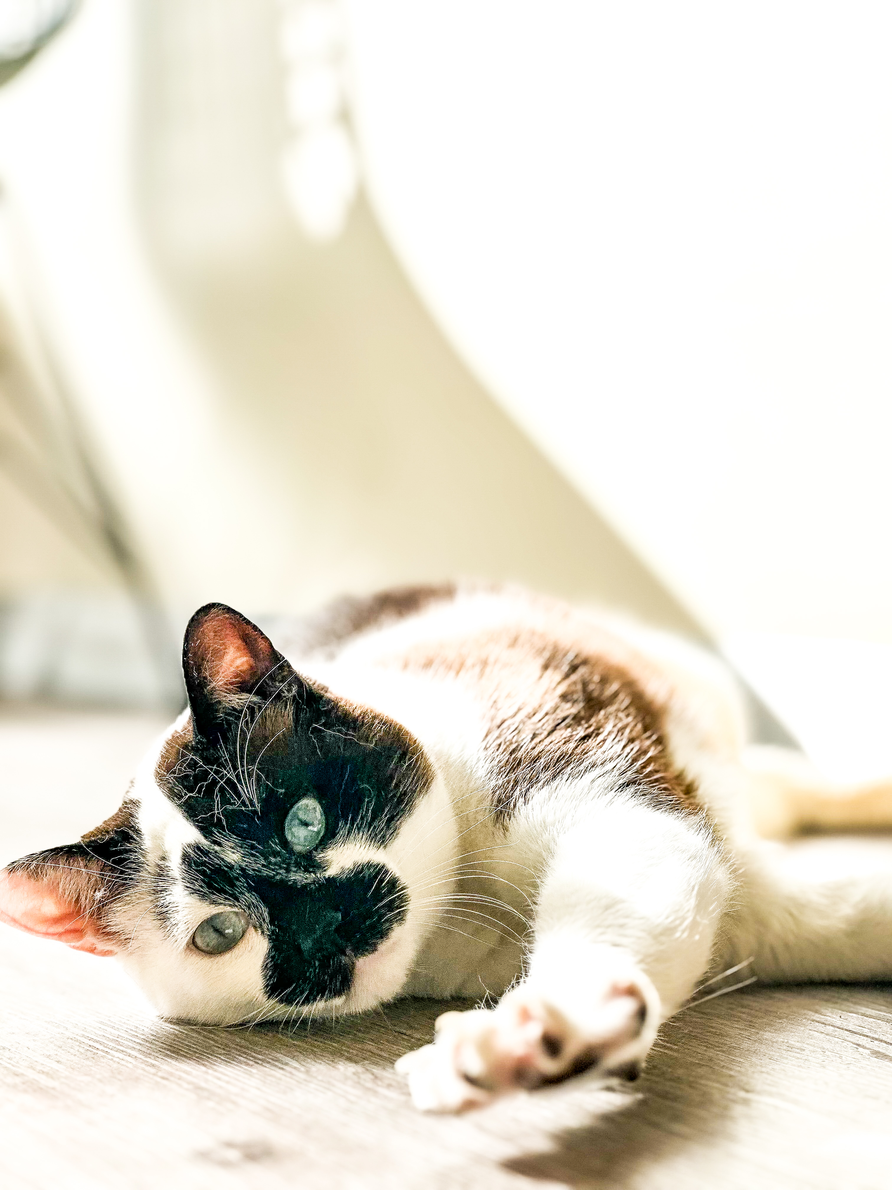Gato deitado
